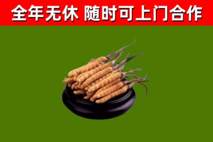 新安县烟酒回收冬虫夏草.jpg