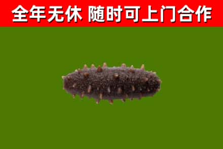 新安县回收海参干